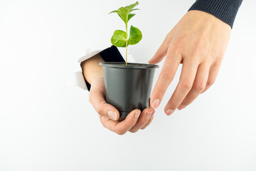 A woman's hand holds a pot of coffee through a hole in the white wall, while the other reaches for it.