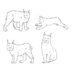 lynx black and white sketch vector, lynx vector sketch illustration