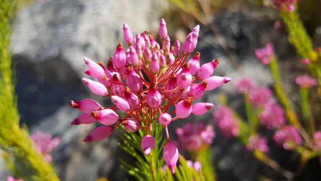 Pink flower at  Cederberg Wilderness Area in Africa