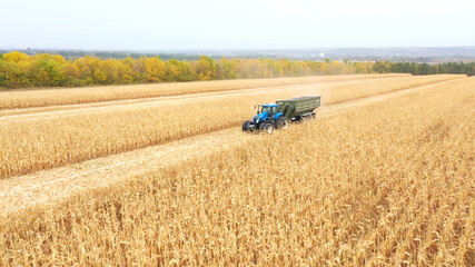 Aerial view of tractor with trailer transporting corn cargo along field during harvesting. Agricultural machine driving through farmland with grain in trailer. Beautiful rural landscape at background