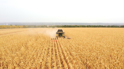 Obraz premium Aerial view of harvester gathering corn crop in farmland. Combine working on farm during harvesting. Beautiful countryside landscape with large wheat field at background. Close up