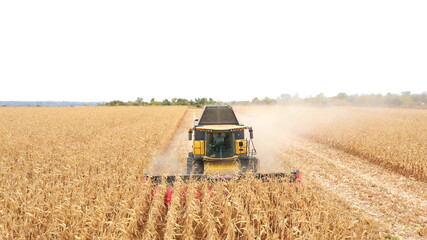 Aerial shot of harvester gathering corn crop in farmland. Combine working on farm during...