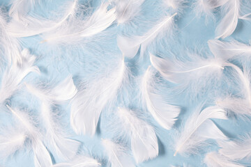 Fototapeta na wymiar white feathers on a blue background. Light delicate background