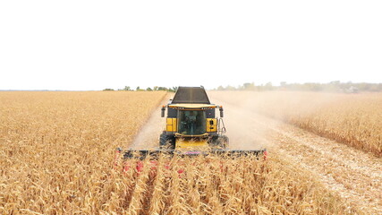 Aerial of harvester gathering corn crop in farmland. Flying over combine working on farm during...