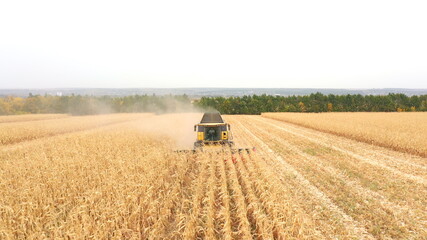 Aerial of harvester gathering corn crop in farmland. Flying over combine working on farm during...