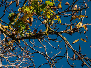 arbol nogal en otoño