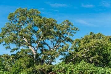 Natural green field with trees and pastures at summer sunny day
