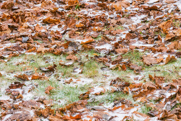 Dry maple leaves on the green grass in the autumn city park.
