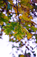Leaves on the branches of oak in the autumn forest.