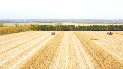 Fototapeta premium Aerial shot of farmland during harvesting process. View from high to agricultural machinery gathering corn or wheat crop at field. Beautiful countryside landscape