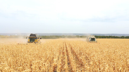 Obraz premium Aerial shot of farmland during harvesting process. Flying over combines gathering crop of ripe corn or wheat at field. Beautiful countryside landscape at background. Farming concept. Front view