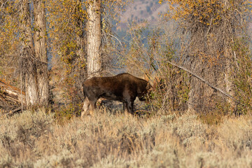 Bull Moose During the Rut in Wyoming in Autumn