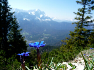 Gentian in front of Zugspitze mountain, Bavaria, Germany
