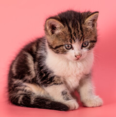Kitten portrait isolated on pink background.