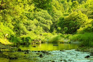 夏の小川　森