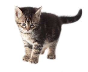 Kitten portrait isolated on a white background.