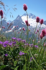Obraz na płótnie Canvas Mountain flowers