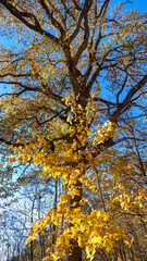 Obraz premium Herbstwald