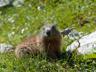 Alpine marmot (Marmota marmota) in high mountains in Bavaria, Germany