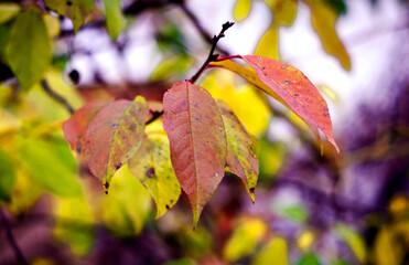 Cherry tree autumn leaves