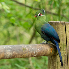 Photo of a Guinea Turaco