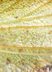 Close-up wing of a grasshopper as background.
