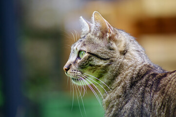Chat