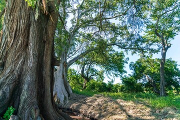 Natural green field with trees and pastures at summer sunny day
