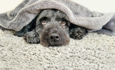Cute dog relaxing under the warm blanket