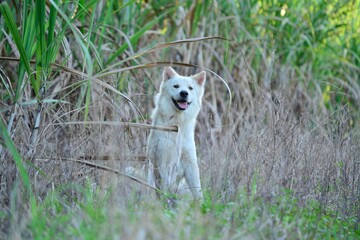 The view of the dog in the grass, the white dog Smile dog