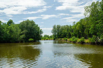 Avicennia alba at mangrove forest  in Thailand