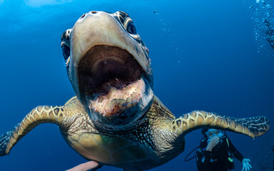 Schildkröte beim Fressen Moorea Island French Polynesia
