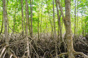 Avicennia alba at mangrove forest  in Thailand