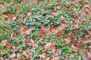 Bright fallen leaves of golden color on the autumn ground