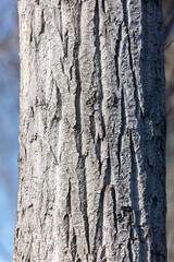 Bark on a tree as an abstract background.