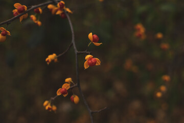 Oriental Bittersweet Vine | Digital Image Print | Fall | Michigan | Instant Download | Landscape & Nature Photography | Wall Art