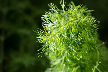Close up of dill in a vegetable garden.