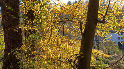 Obraz premium Herbstwald