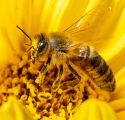 Close-up of a bee on a yellow flower.