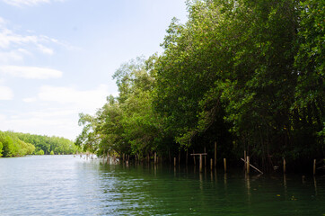 Avicennia alba at mangrove forest  in Thailand
