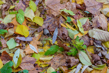 Bright fallen leaves of golden color on the autumn ground