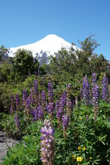 volcan osorno, chile, landscape, snow, spring, latinamerica