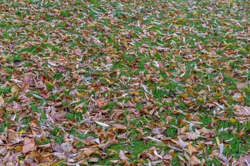 Bright fallen leaves of golden color on the autumn ground
