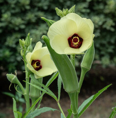 Okra flowers and pods in backyard vegetable garden