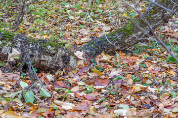 Bright fallen leaves of golden color on the autumn ground