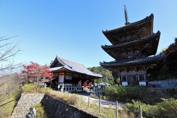 Fototapeta premium 奈良県 壷阪寺の紅葉