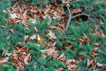 Bright fallen leaves of golden color on the autumn ground