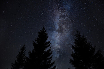 Silhouettes of a huge fir tree against the background of the starry sky and the Milky Way. Night photo.