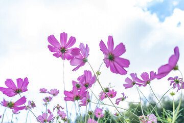 Fototapeta na wymiar Beautiful cosmos flowers are blooming in colorful with bright sky background, flowers in garden garden.