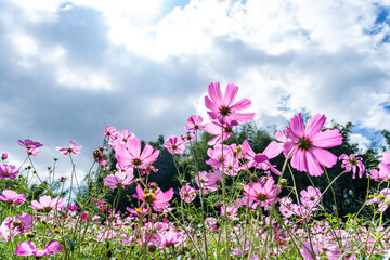 Obraz na płótnie Canvas Beautiful cosmos flowers are blooming in colorful with bright sky background, flowers in garden garden.